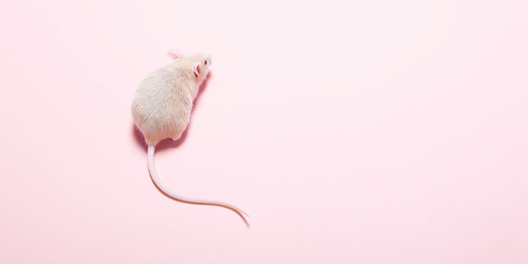 Cops Fired After Blaming Mice for Missing Half-Ton of Weed