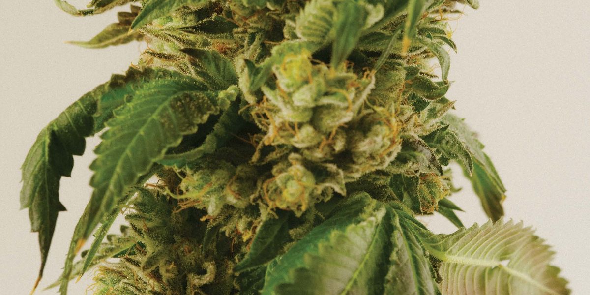 Hot Nife Has Your Weed Cartridge Needs on Lock