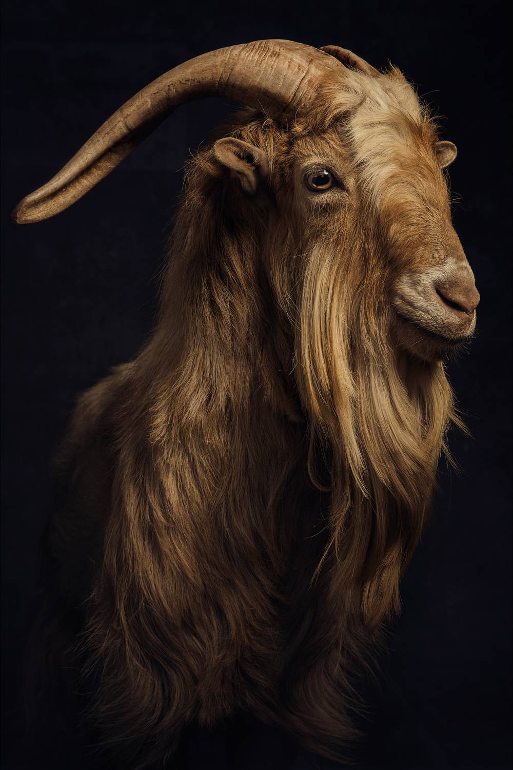 Messi là ai (GOAT) - Huyền thoại bóng đá vĩ đại và những bí ẩn đằng sau tên gọi