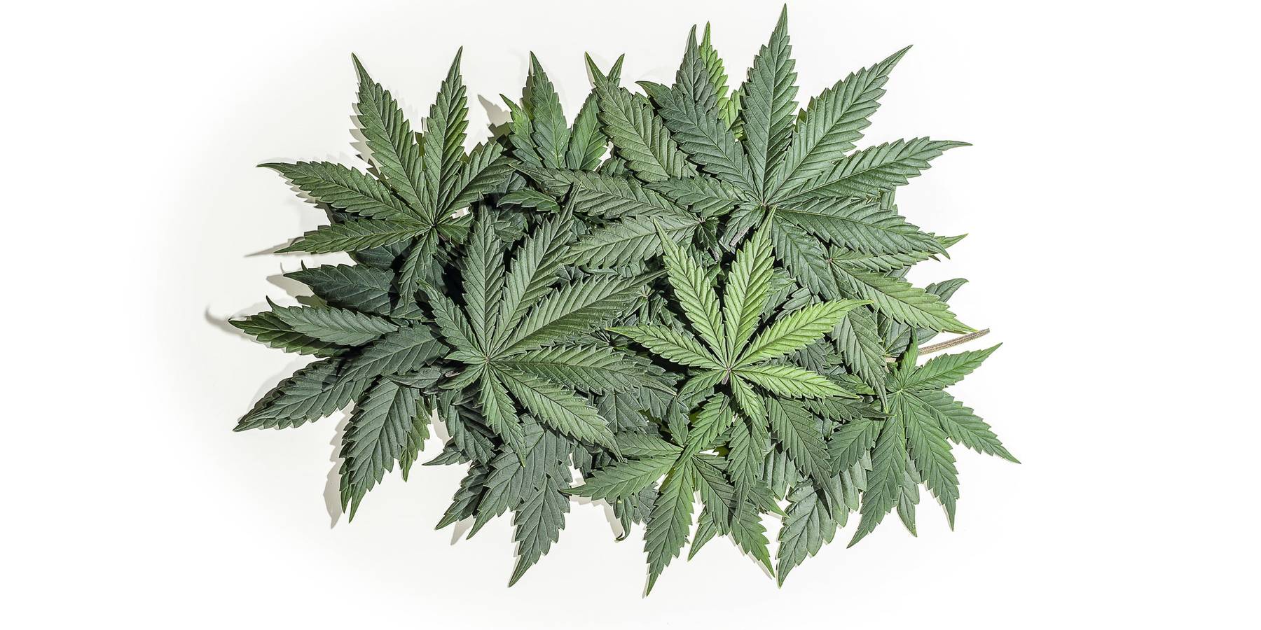 'Green Saturday' is Here