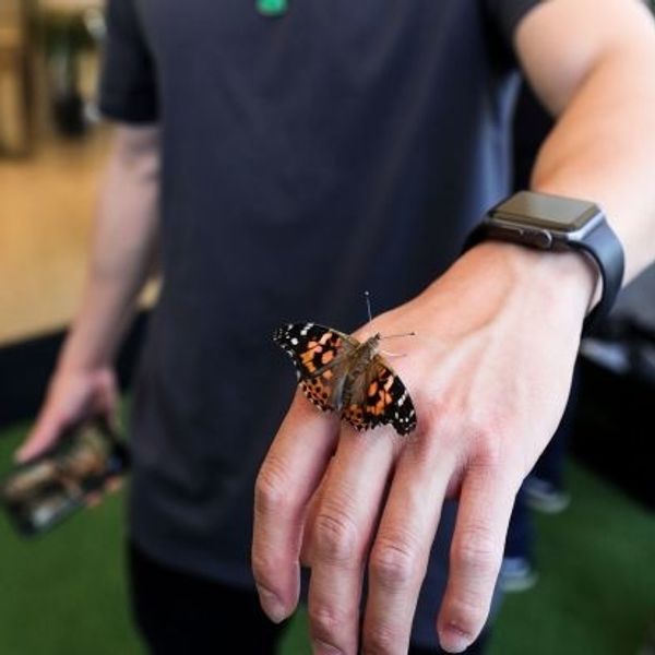 Barneys Lets Butterflies Fly Away