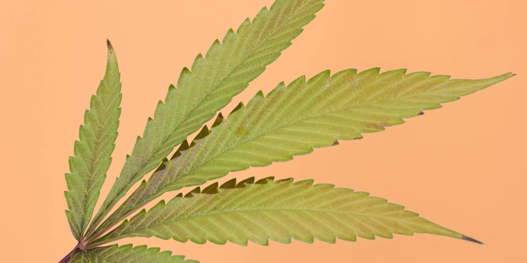 Botanical Spotlight: 3C Farms Banana Split