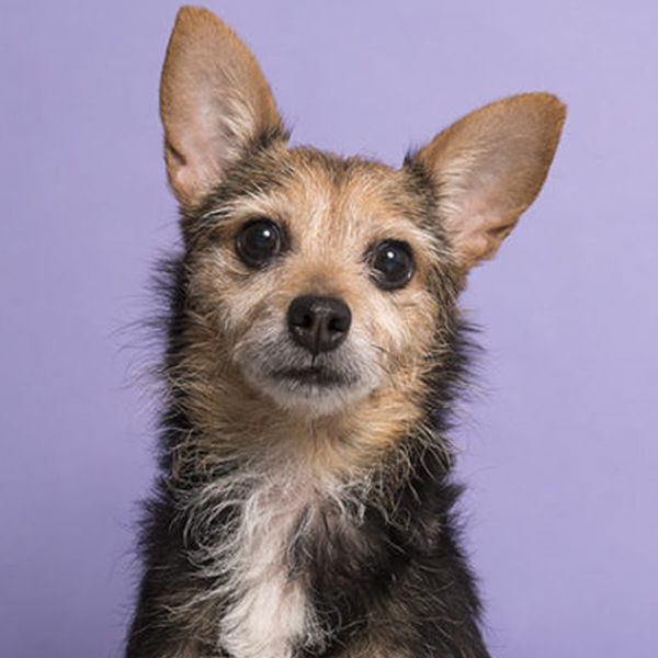 Assembly New York Wants To Help You Adopt Your Next Pet