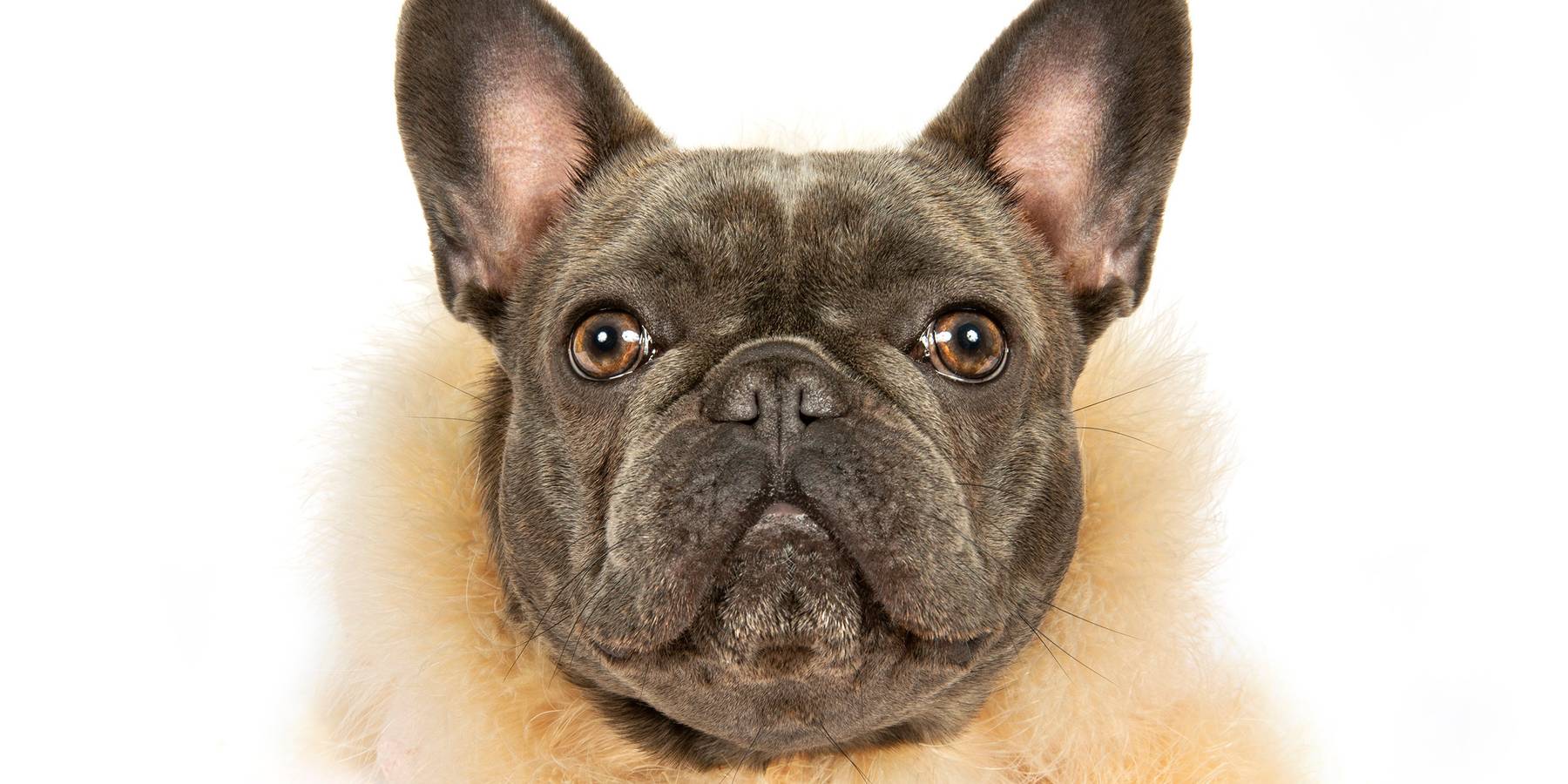 Meet Izzy: The Joan Rivers of Instagram Pets