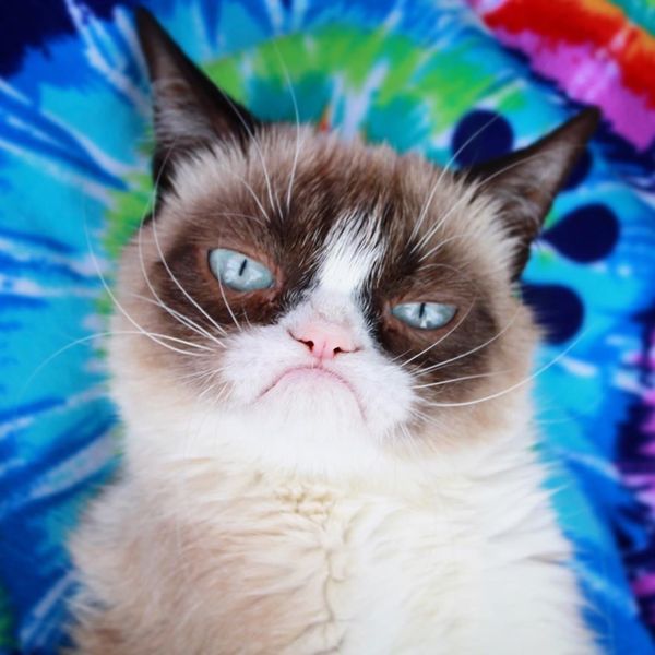 Grumpy Cat Is Dead