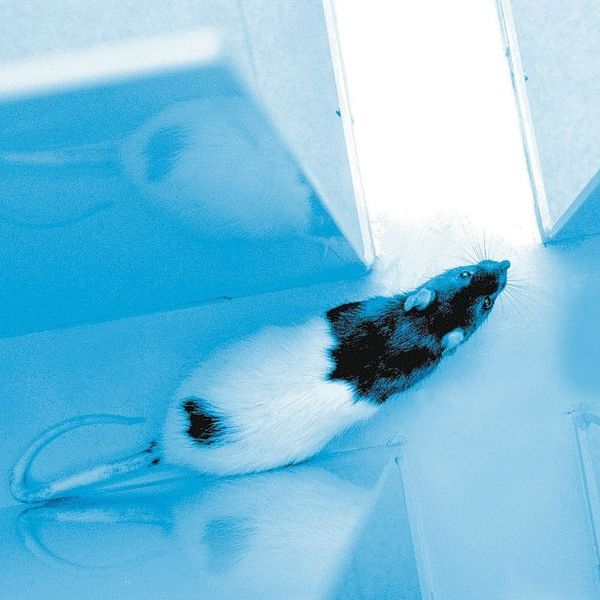 Estée Lauder Joins the Fight Against Animal Cruelty