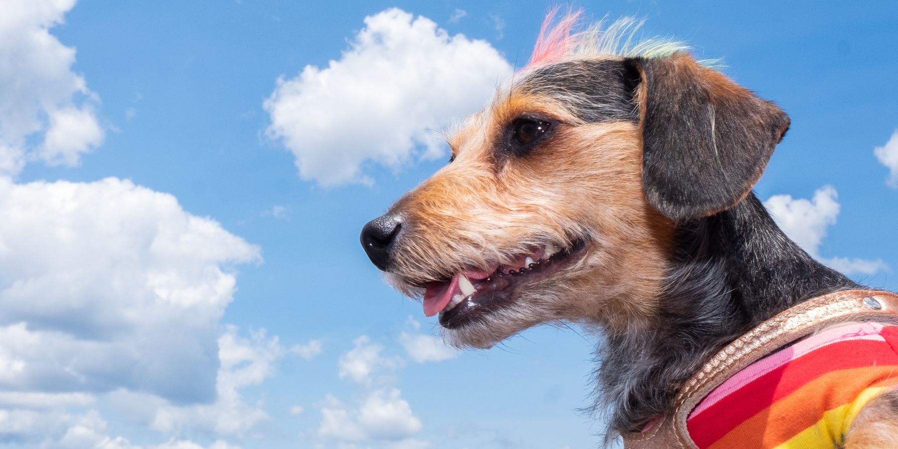The 2nd Annual Long Beach Pride Pet Parade