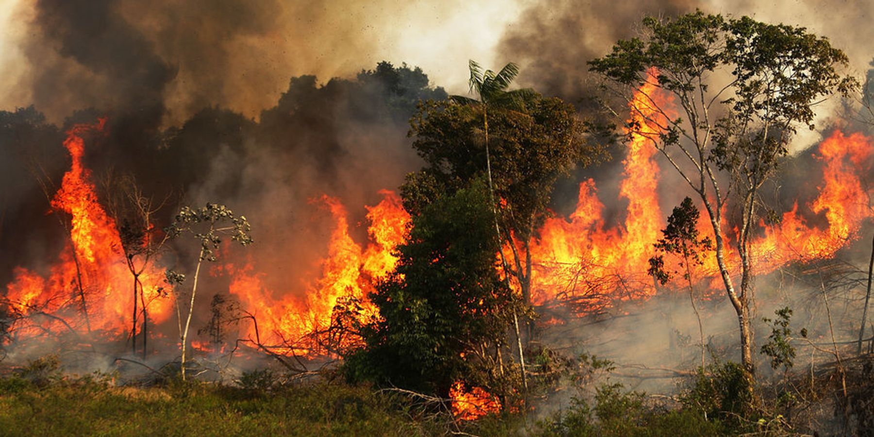 How to Help Fight the Amazon Fires