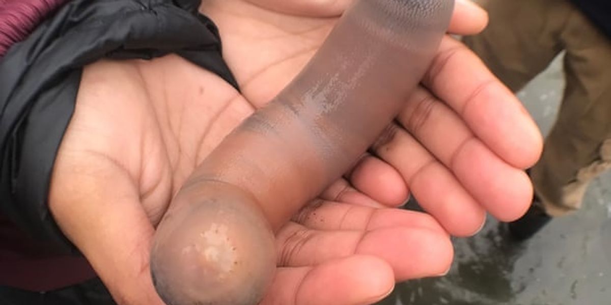 Sorry to These Dick-Shaped Fish