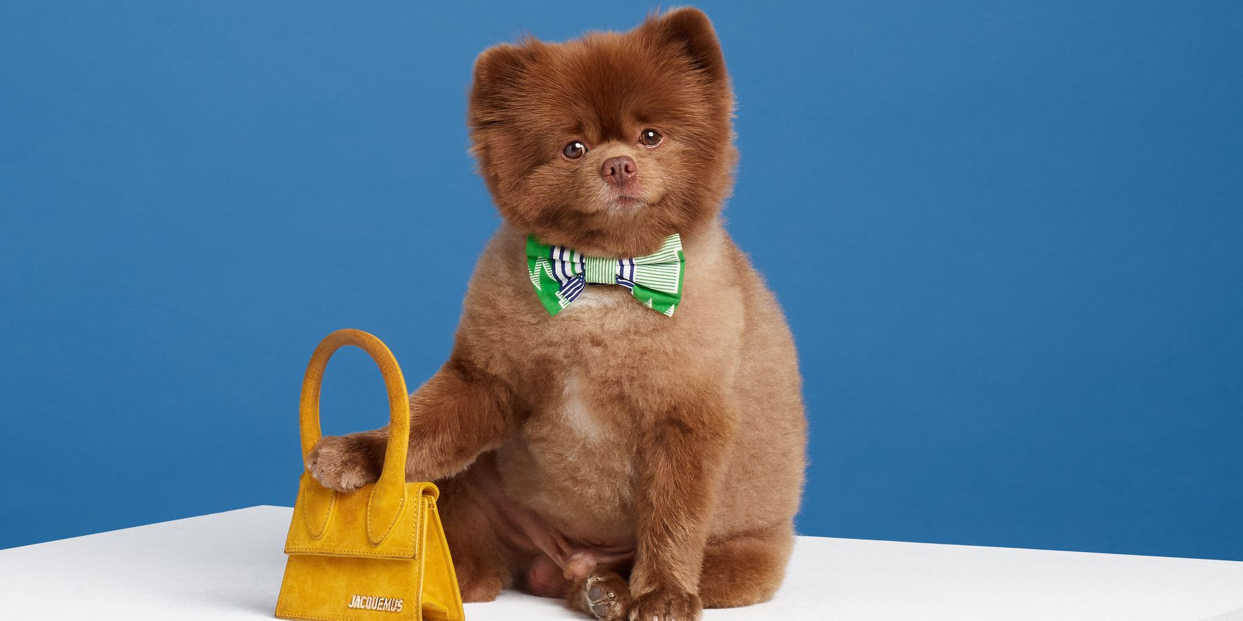 Spotify Invented the Purrfect Playlist For Your Pet