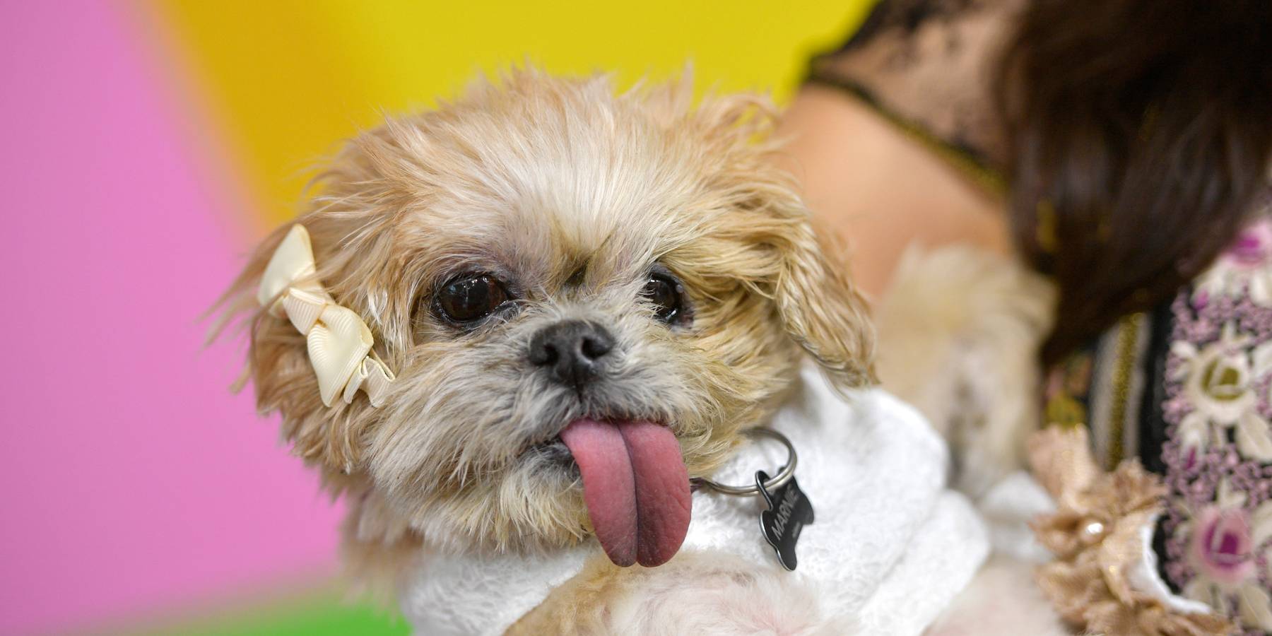 Influencer Marnie the Dog Has Died