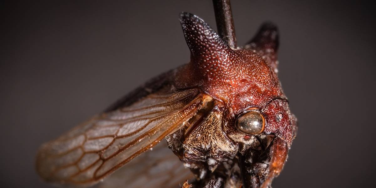 Little Monsters Just Got Littler: Meet the Lady Gaga Bug