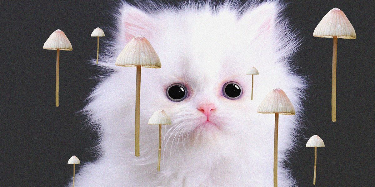 Maybe Now's the Time to Try Shrooms