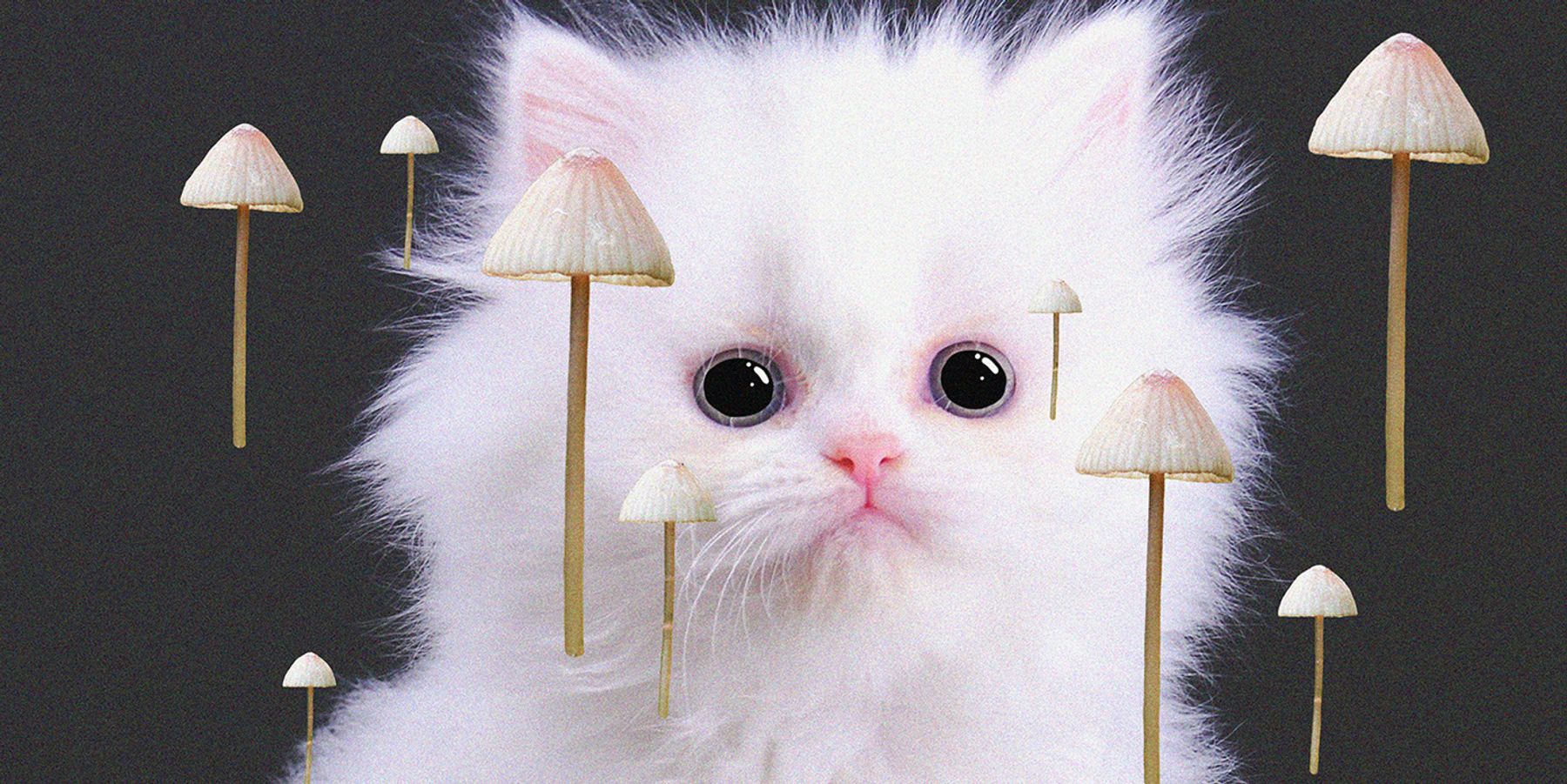 Maybe Now's the Time to Try Shrooms