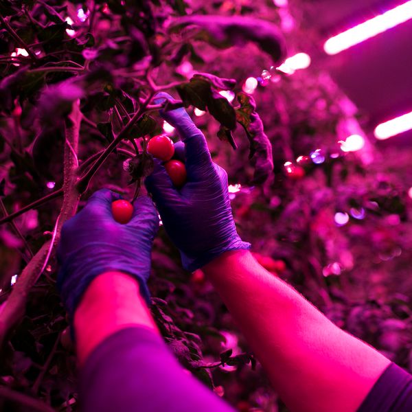 The Guggenheim Harvests Tomatoes Now