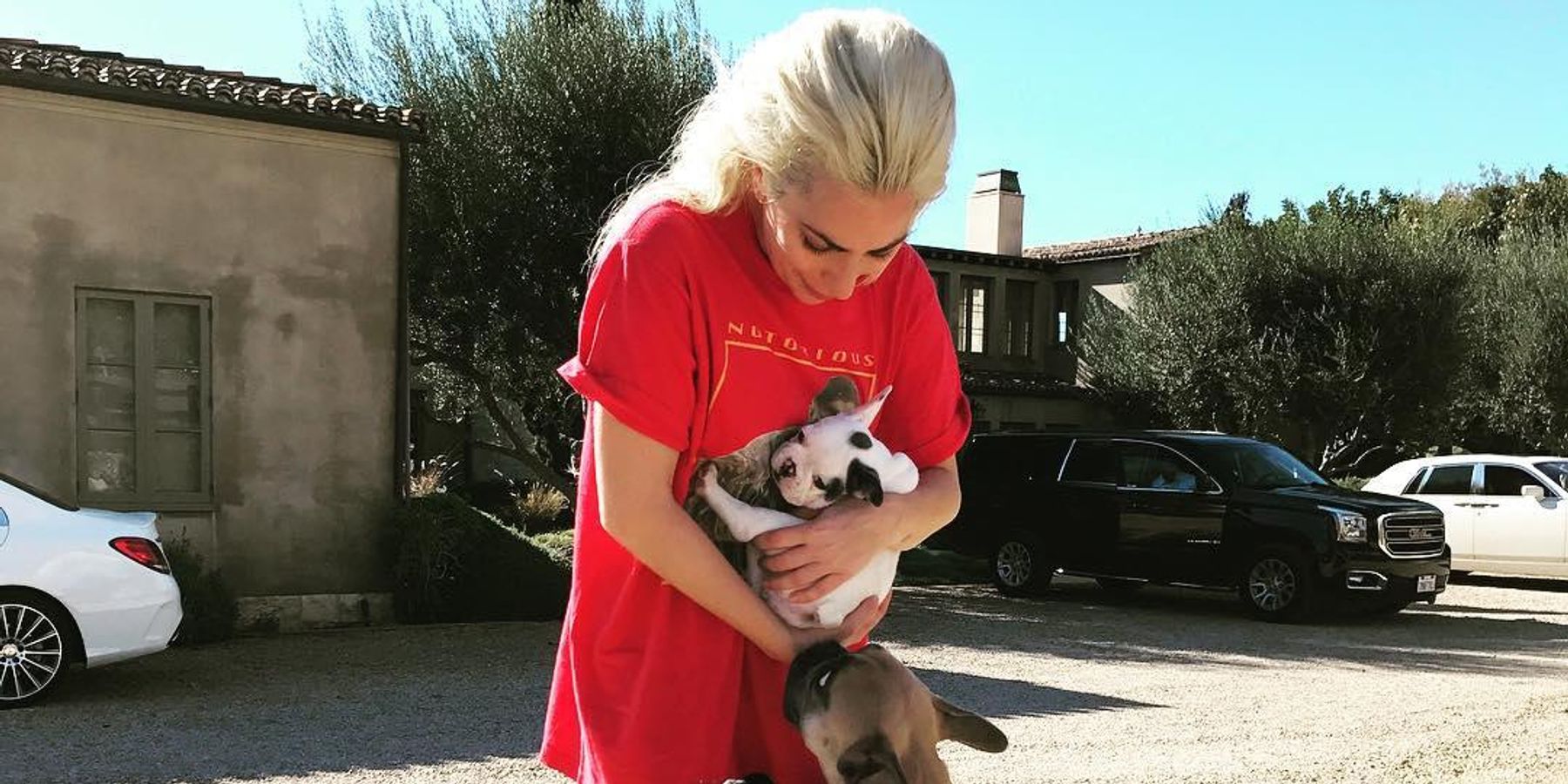 Lady Gaga's Dog Walker Shot, Dogs Stolen