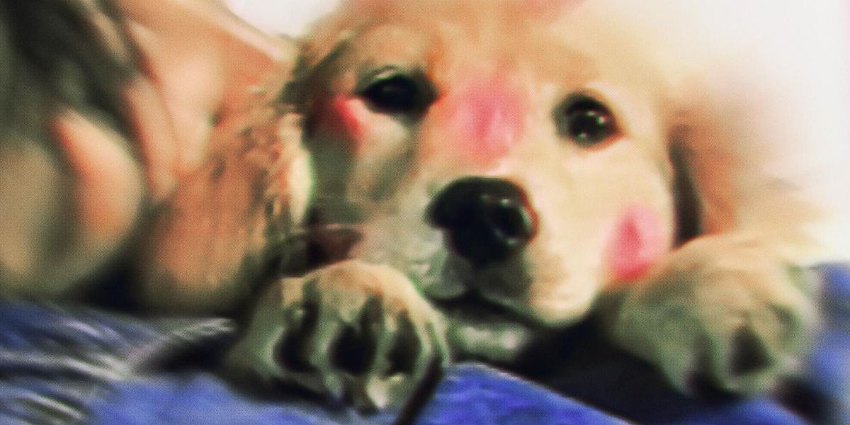 Bring in the Puppies, Doss Is Back