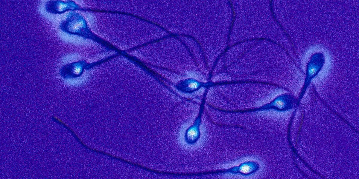 A Chinese Sperm Bank Is Having a Semen Competition