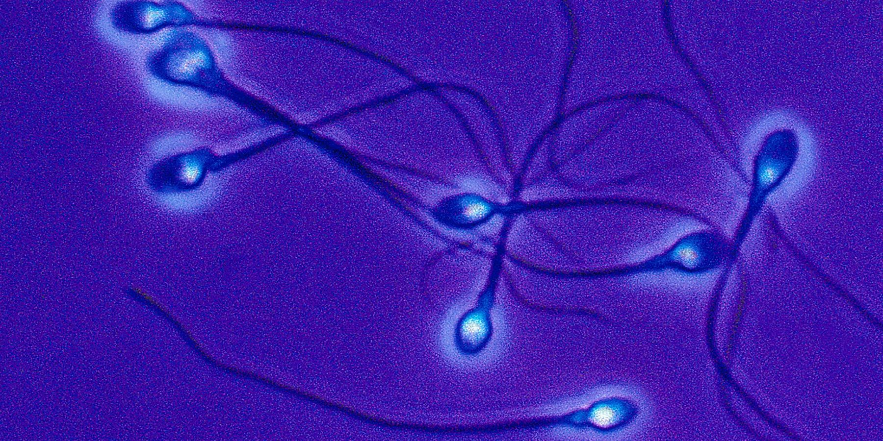 A Chinese Sperm Bank Is Having a Semen Competition