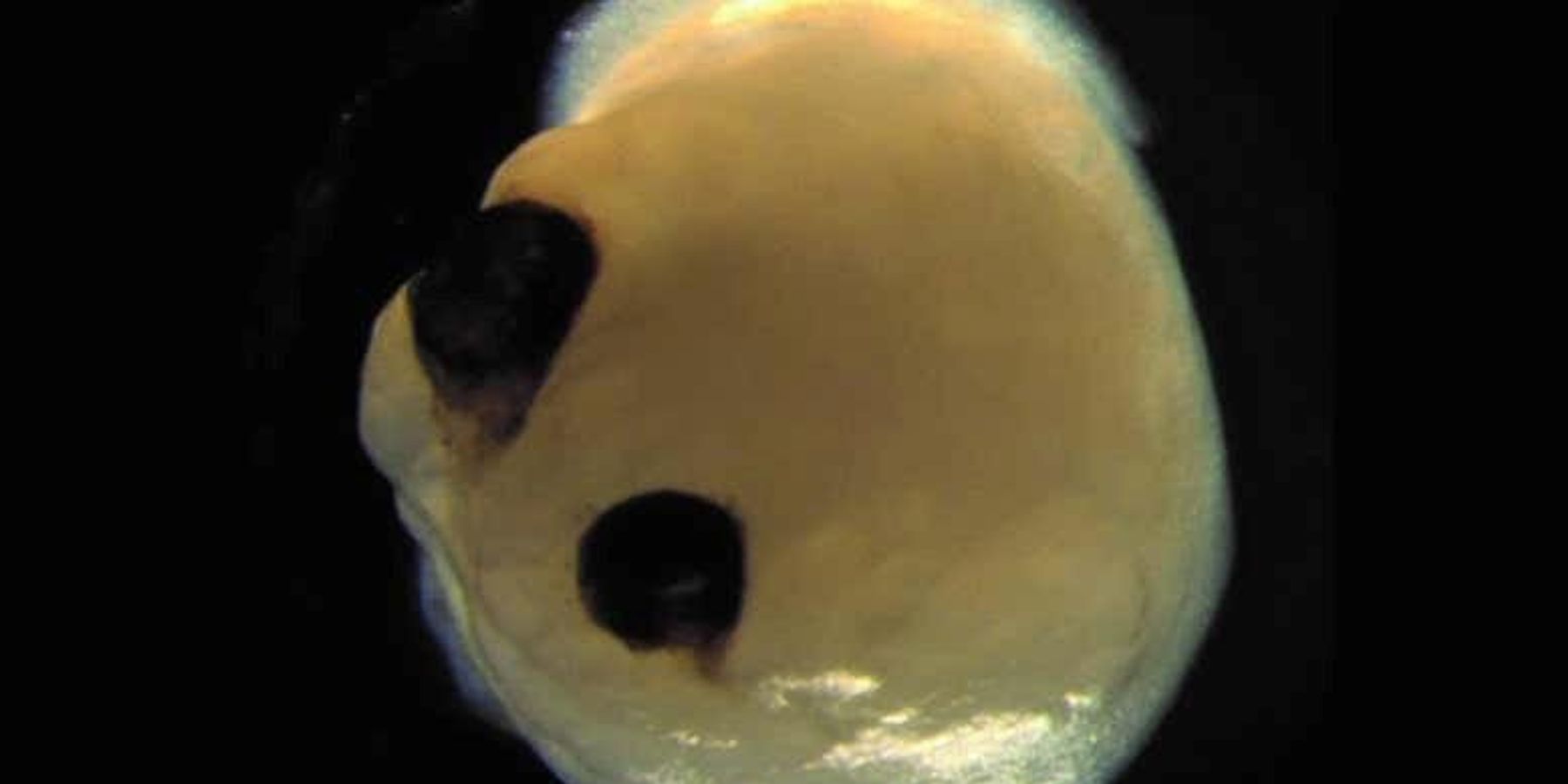 Scientists Basically Made a Living Emoji and It's Terrifying