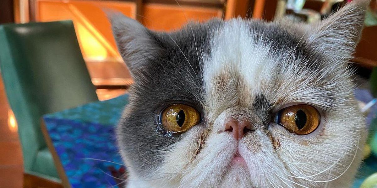 Jake Gyllenhaal, Taylor Swift and a Cat Named Ms. FluffleStiltskin