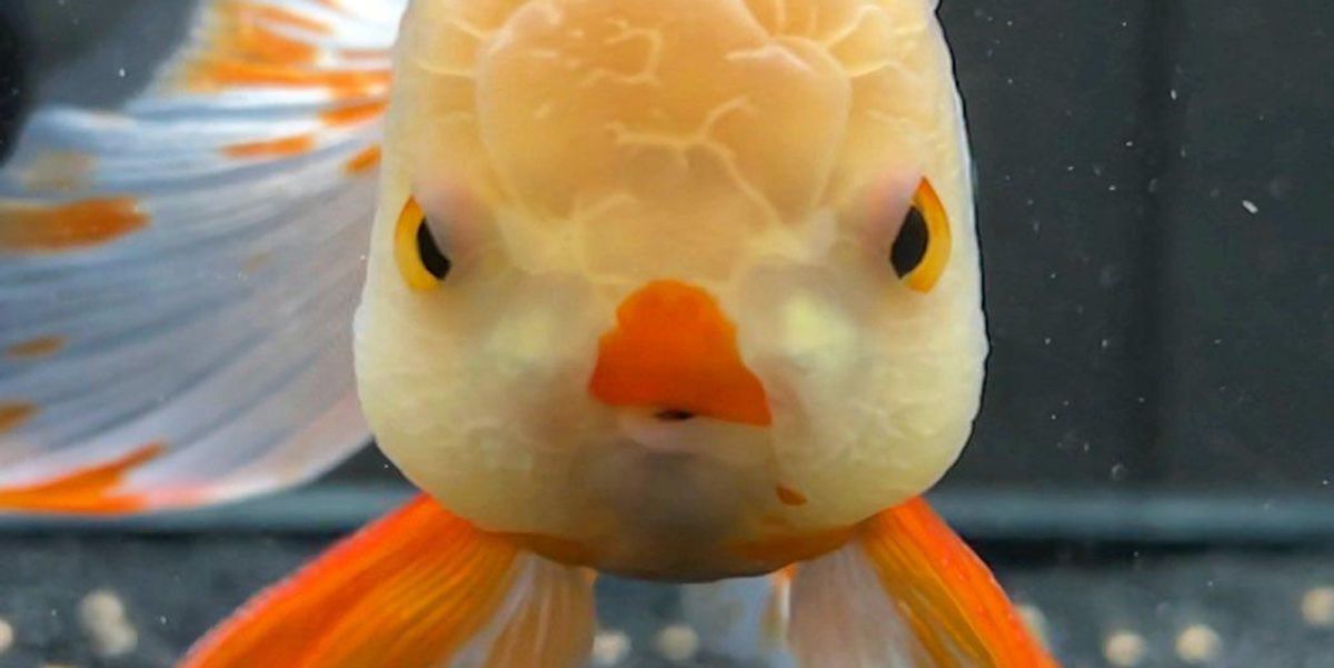 Meet the Kim Kardashian of FishTok