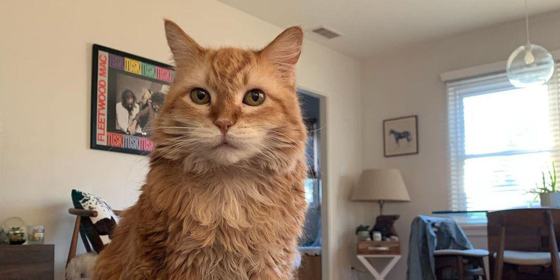 RIP to This Indie Kitty Cover Star