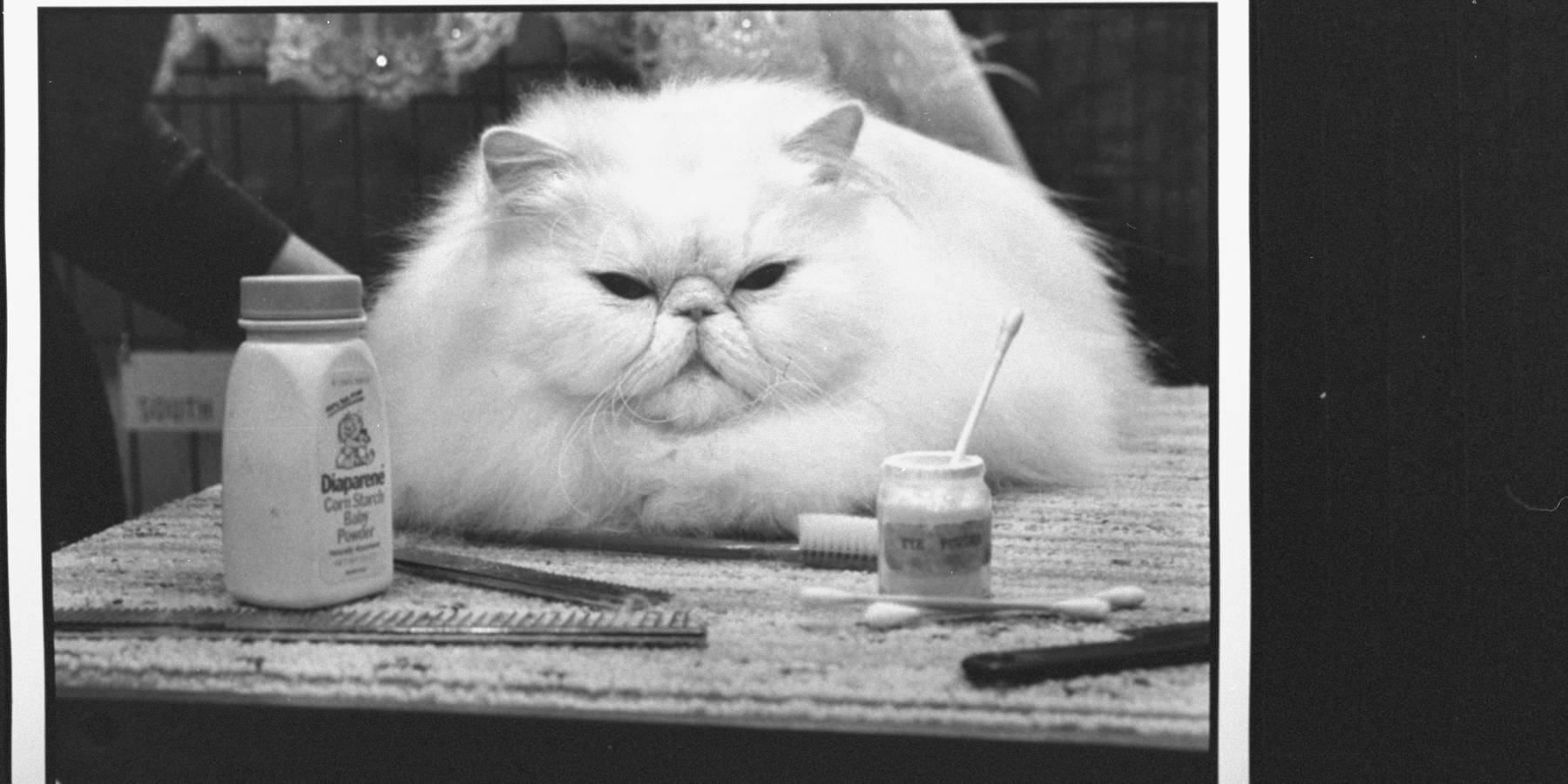 You Can Dine Like a Kitty at Purina's Fancy Feast Restaurant