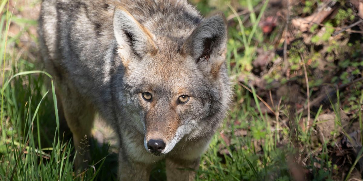 Coyotes Live in New York City, and They’re Good Neighbors