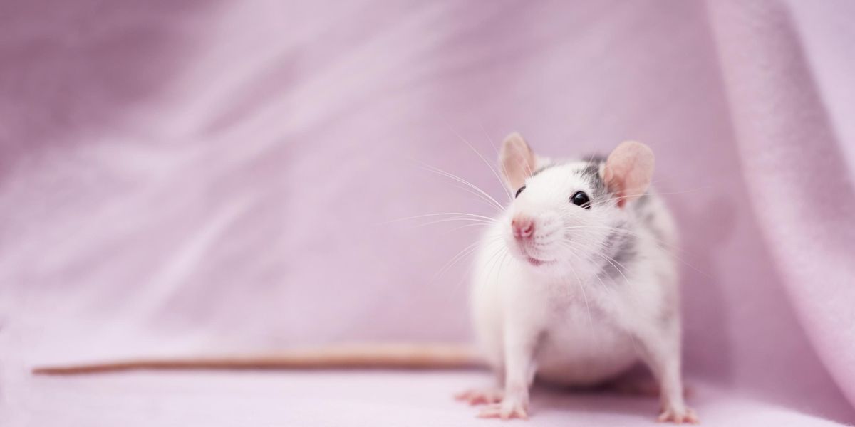 Researchers Discover Rats Bopping Their Heads to Lady Gaga