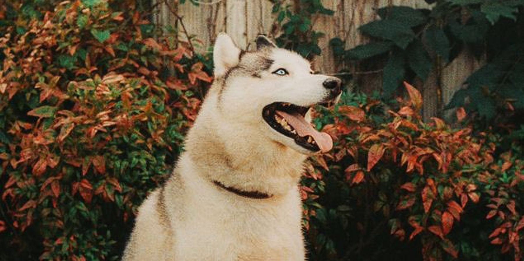 Making Pet Care Part of Our Culture: How MAYA is Turning Dog Wellness into a Lifestyle Movement