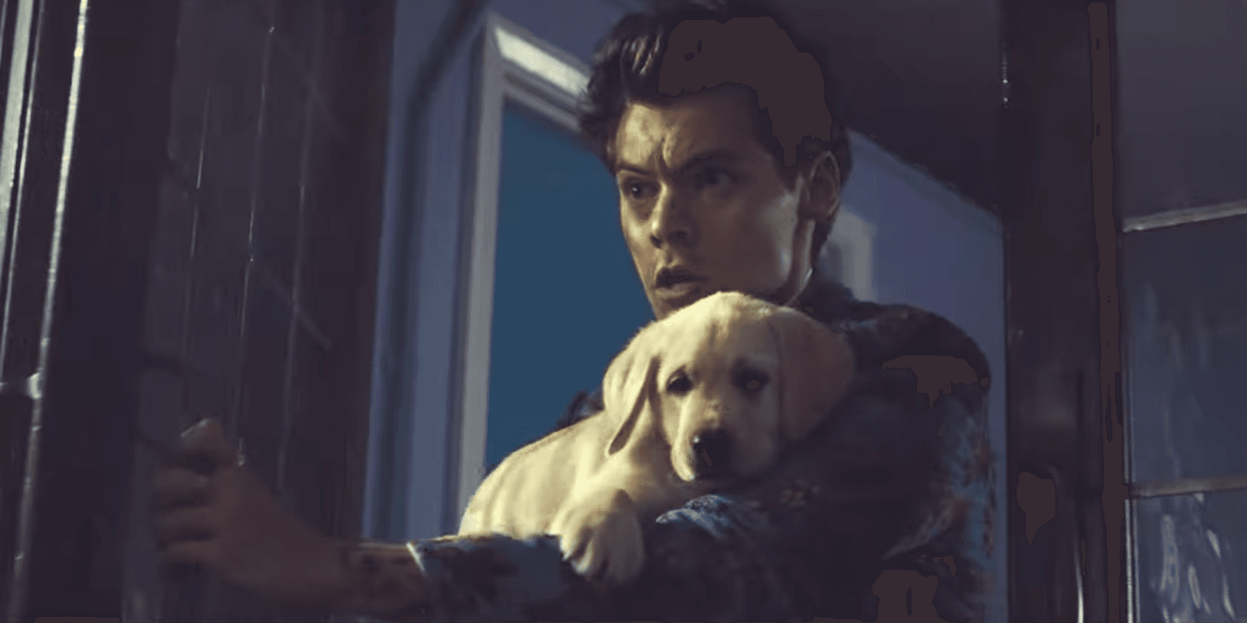 Here's Harry Styles and a Puppy in His New "Kiwi" Video, Hope You're Happy